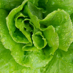 Product-lettuce